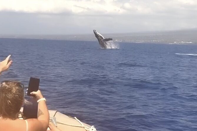 Whale Watching Tour on a Charming Hawaiian Catamaran From Maalaea - What You Might See in Maui’s Whale Season